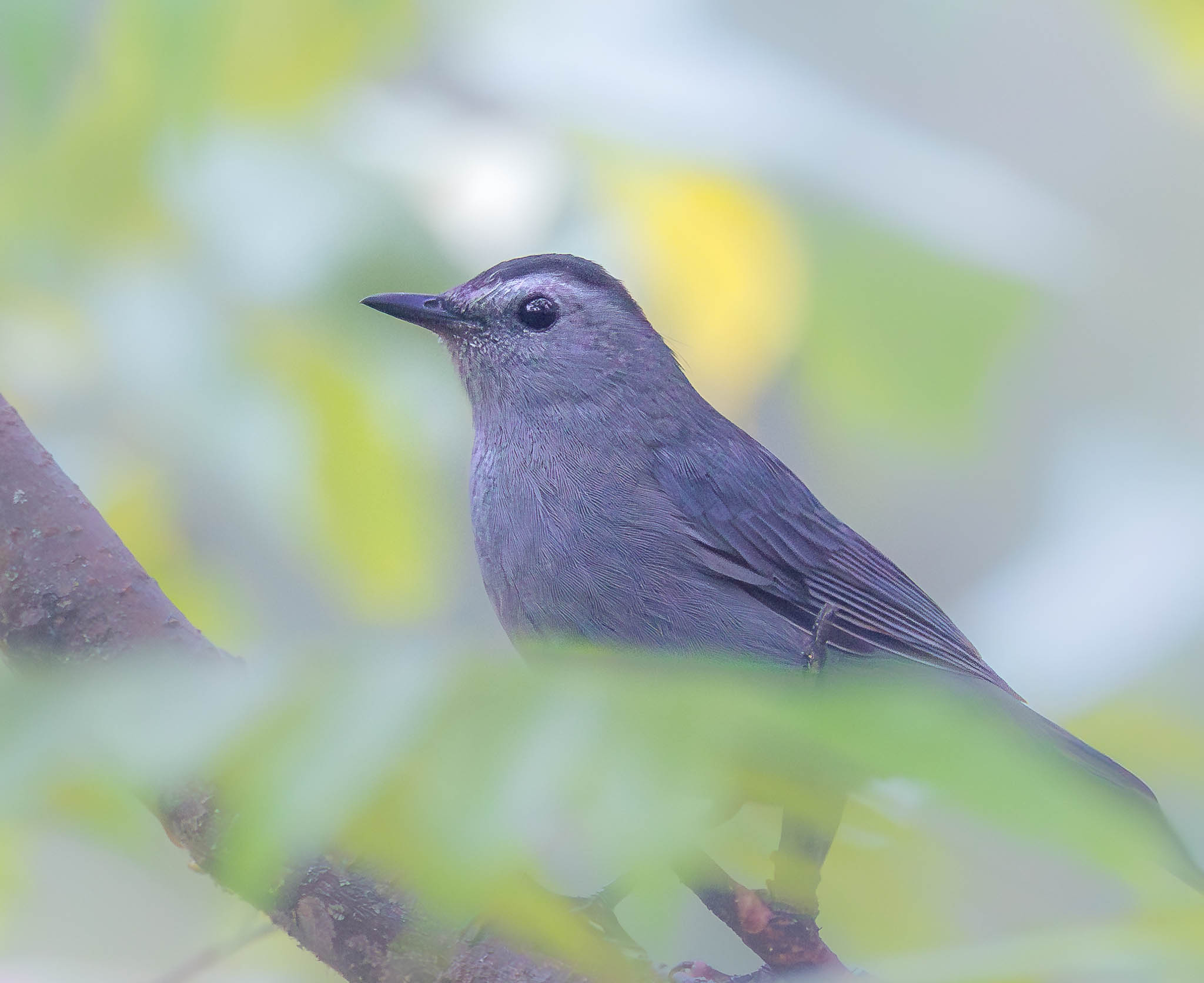 Gray Catbird